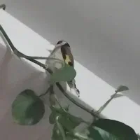 سهره|پرنده|ملارد, |دیوار
