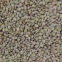 200کیلو عدس محلی امسال و زود پز