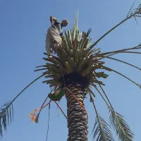 برش و قطع نخل در سراسر استان رایگان