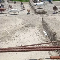 کبوتر