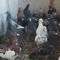 30عدد آلمانی نر وماده