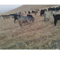 فروش چند عدد کهره ی نر