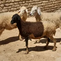 میش|حیوانات مزرعه|جهرم, |دیوار