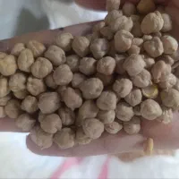 نخود درجه یک