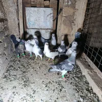 تعداد کفتر هوایی