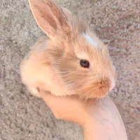 بچه خرگوش لوپ