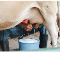 کسی شیر گاو برا فروش داره