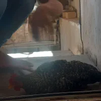 خروس