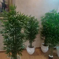 درختچه بامبو پربرگ