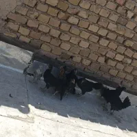 جوجه گلین و رسمی