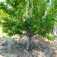 نهال درختهای شاخه دار تنومند پیش فروش برای پاییز