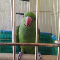 طوطی ملنگو نیمه رام