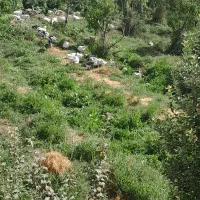 فروش حیوانات خانگی