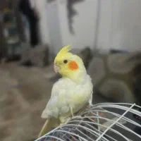 عروس هلندی نر رام