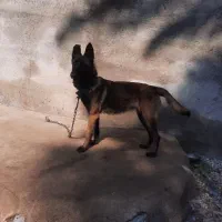 مالینوز اصل