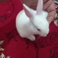 خرگوش|موش و خرگوش|گرگان, |دیوار