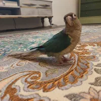 طوطی گرینچیک تراکویس یلوساید پاین اپل