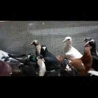 نر سوراخ جوون
