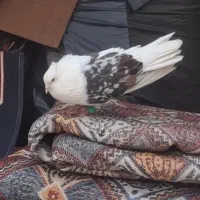نر سیاه پلنگ مست