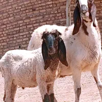 مری گوسفند ابست با بره نر