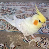 عروس هلندی گمشده