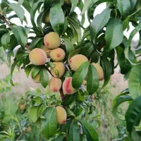 درخت گردو با سیاه درخت