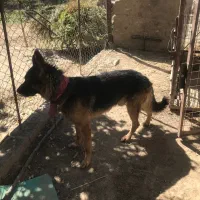 سگ ژرمن