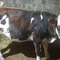 سه عدد گوساله ماده داشتی