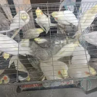 خریداری وفروش همه انواع طوطی