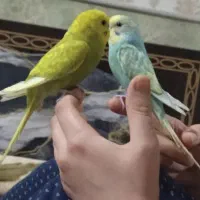 مرغ عشق رنگین کمانی فوری فوری