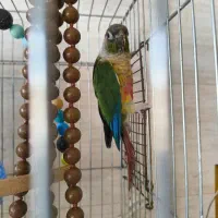 یک جفت گرینچیک دوساله خوش رنگ