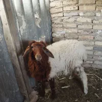 بره ماده۳ماهه