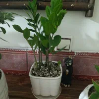 گلدون طبیعی