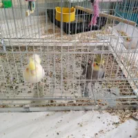 عروس هلندی جوجه وبالغ