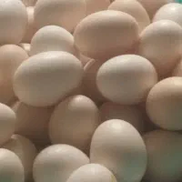 تخم مرغ محلی