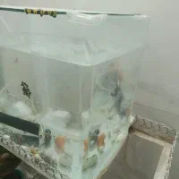 آکواریوم