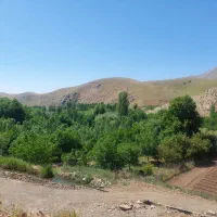کاه عدس دیم