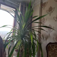 گل پاندانوس