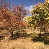 زمین،باغ جابان دماوند ۲۰۰متر با انشعابات+سندی