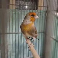 دوعدد سهره قناری جوان