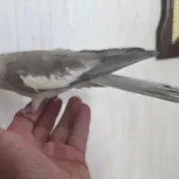 عروس هلندی ماده