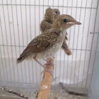 جوجه قناری سرخ