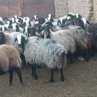 تعداد۸۰راس میش همه شیردار نصف شیشک نصف شیره دار