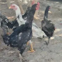 لاری