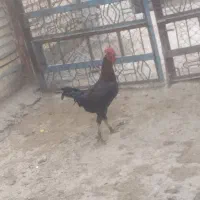 غاز|حیوانات مزرعه|شوشتر, |دیوار