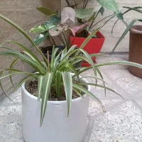گل های آپارتمانی