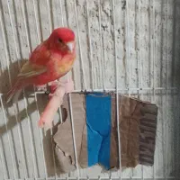 قنار6دانک