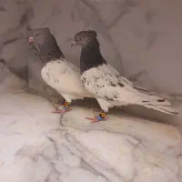 کفتر سوسکی  کله سبز طوقی آبی. ‌..