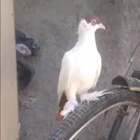 کبوتر