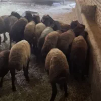 بره نر چاق مخصوص نذری  امام حسین